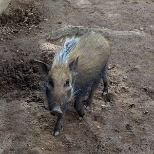 Tsimbazaza Zoo - Bush pig