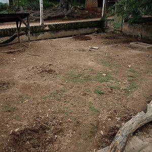 Tsimbazaza Zoo - Bush pig exhibit