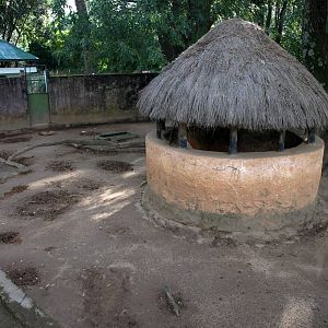 Tsimbazaza Zoo - Bush pig exhibit