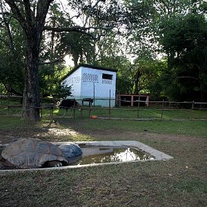 Tsimbazaza Zoo - Tortoise and ostrich exhibit
