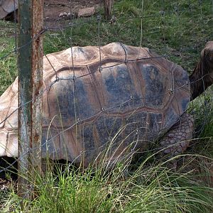 Tsimbazaza Zoo - Giant tortoise