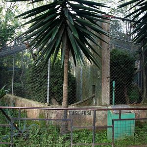 Tsimbazaza Zoo - Fossa exhibit