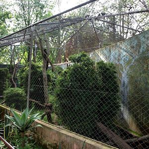 Tsimbazaza Zoo - Fossa exhibit