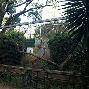Tsimbazaza Zoo - Fossa exhibit