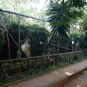Tsimbazaza Zoo - Fossa exhibit