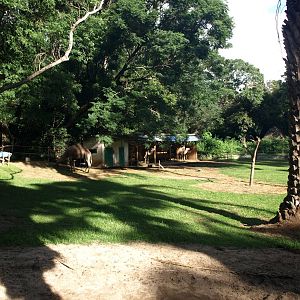 Tsimbazaza Zoo - Camel paddock