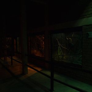 Tsimbazaza Zoo - Nocturnal House