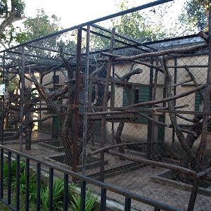 Tsimbazaza Zoo - Aye-Aye Breeding Centre