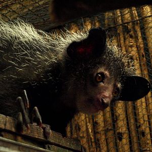 Tsimbazaza Zoo - Aye-Aye