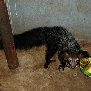 Tsimbazaza Zoo - Aye-Aye