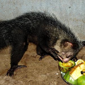 Tsimbazaza Zoo - Aye-Aye