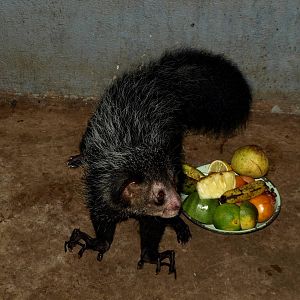 Tsimbazaza Zoo - Aye-Aye