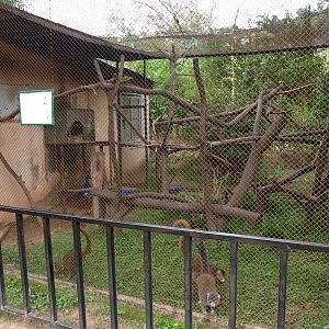 Tsimbazaza Zoo - Lemur exhibit