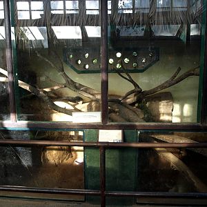 Tsimbazaza Zoo - Vivarium