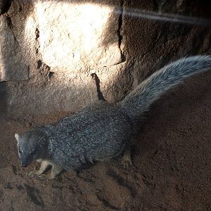 Tsimbazaza Zoo - Narrow-striped mongoose