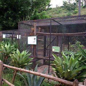 Tsimbazaza Zoo - Lemur cages