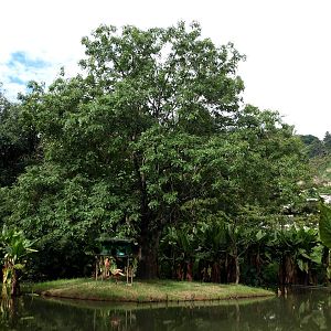 Tsimbazaza Zoo - Lemur island