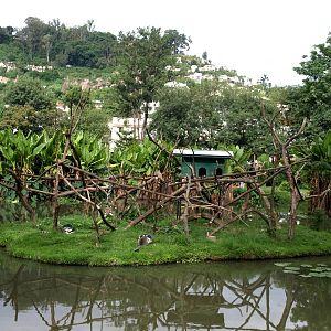 Tsimbazaza Zoo - Lemur island