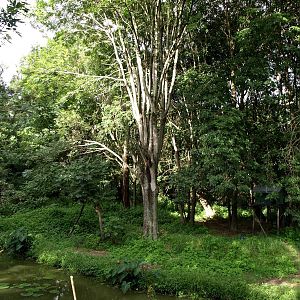 Tsimbazaza Zoo - Lemur island