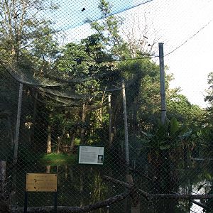 Tsimbazaza Zoo - Fish eagle aviary