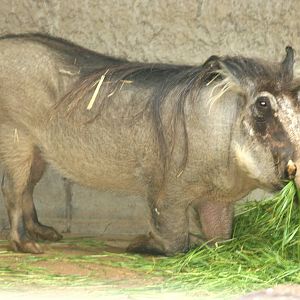 Warthog; Antwerp Zoo; 12th May 2010