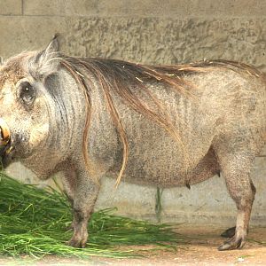 Warthog; Antwerp Zoo; 12th May 2010