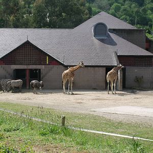 Giraffe Paddock
