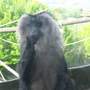 Lion-tailed Macaque