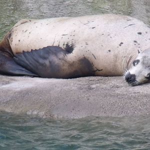 Cal Sea Lion