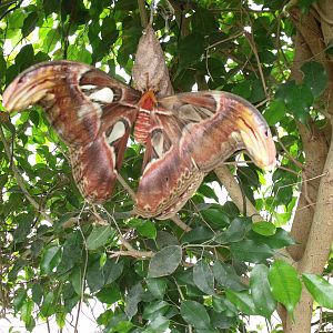Atlas Moth
