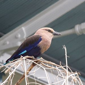 Blue-Bellied Roller