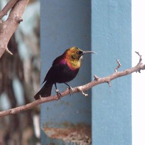 Copper Sunbird