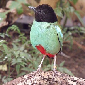 Hooded Pitta
