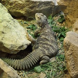 Spiny-Tailed Lizard