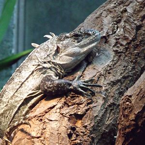Utila Spiny-Tailed Iguana