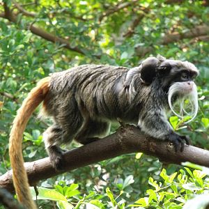 Emperor Tamarin