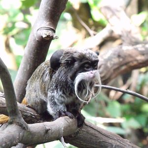Emperor Tamarin