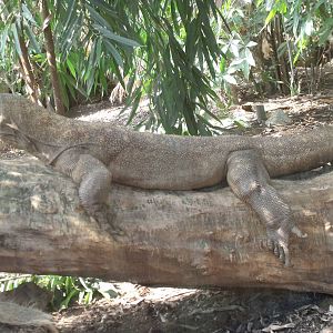 Komodo Dragon