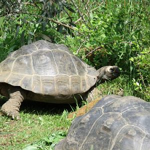 Galapagos Tortoise