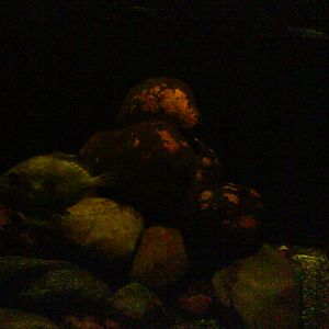 North Sea Oceanarium - Aquarium