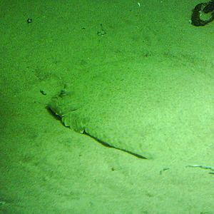 North Sea Oceanarium - Aquarium