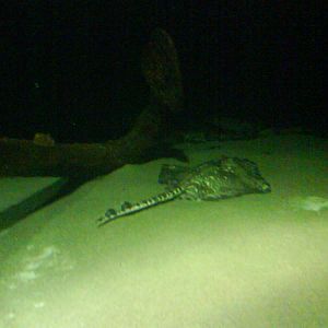 North Sea Oceanarium - Aquarium