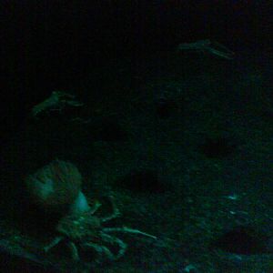 North Sea Oceanarium - Aquarium