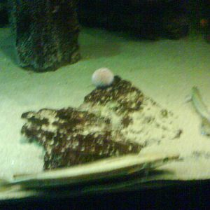 North Sea Oceanarium - Aquarium