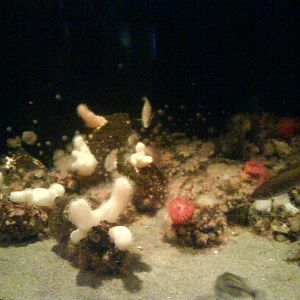 North Sea Oceanarium - Aquarium