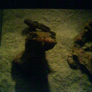 North Sea Oceanarium - Aquarium