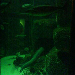 North Sea Oceanarium