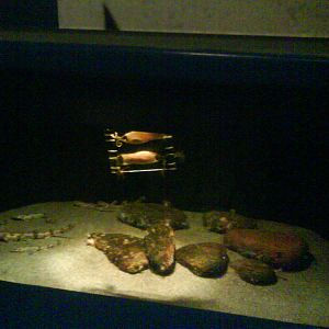 North Sea Oceanarium - Aquarium