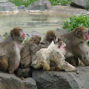 Entry Building - Snow Monkeys