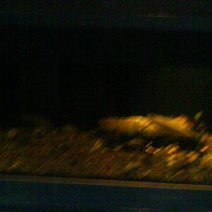 North Sea Oceanarium - Aquarium